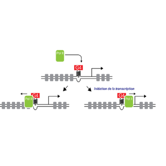 Des chercheurs de l’Institut Polytechnique de Paris ont contribué à une étude démontrant le rôle de structures de l’ADN dans la régulation des gènes